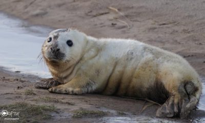 British Divers Marine Life Rescue launch new Seal Watching Guide