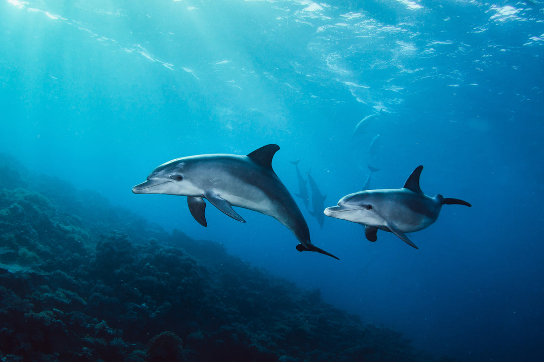Here are 10 Fun Facts About Dolphins:
