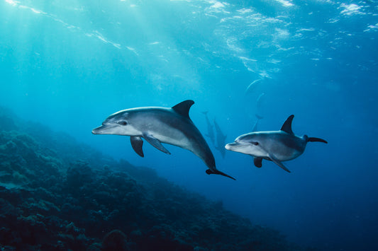 Here are 10 Fun Facts About Dolphins: